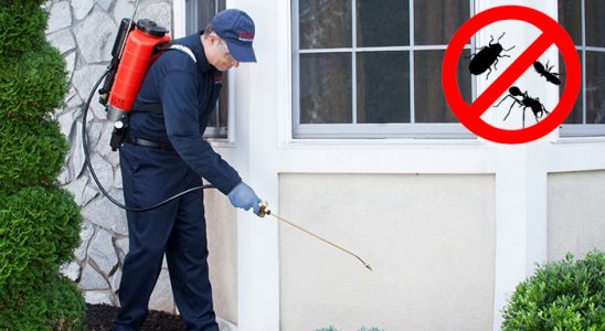 Bulanık Hamam Böceği İlaçlama böcek ilaçlama ve haşere kontrolü — ilaclama-tr.com